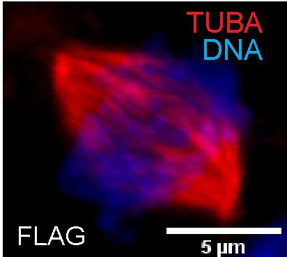 res_pics/debasree/centrosome research picture-1.jpg